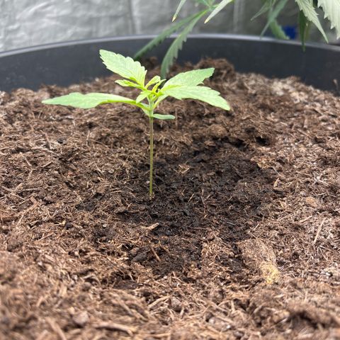 Milky Way #2 growlog timeline photo