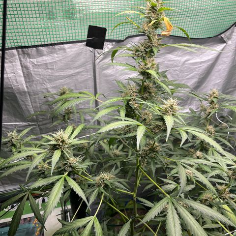 NYC Sour D #1 growlog timeline photo