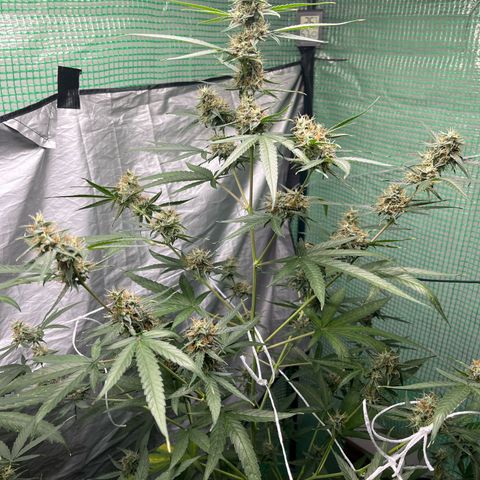 Milky Way #1 growlog timeline photo