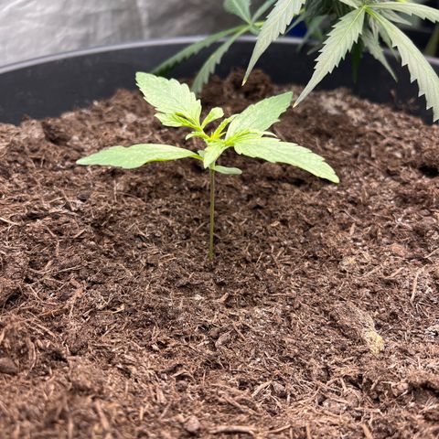 Milky Way #2 growlog timeline photo