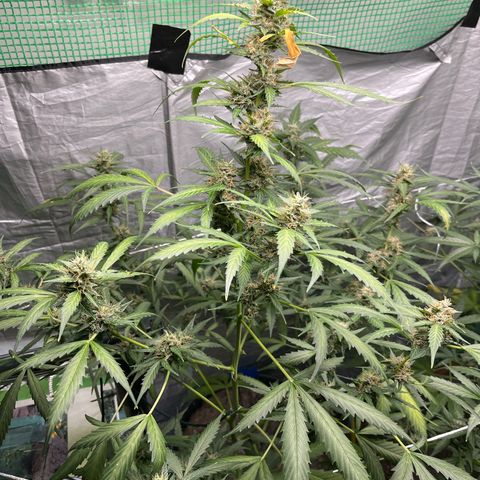 NYC Sour D #1 growlog timeline photo