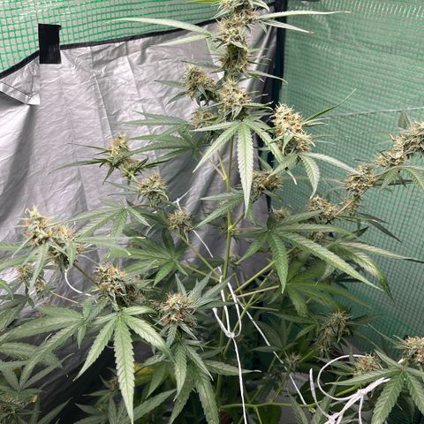 Milky Way #1 growlog timeline photo