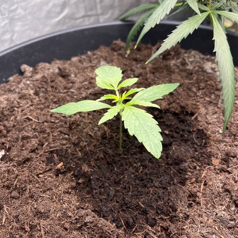 Milky Way #2 growlog timeline photo