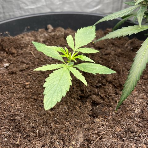 Milky Way #2 growlog timeline photo