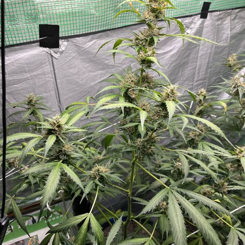 NYC Sour D #1 growlog timeline photo