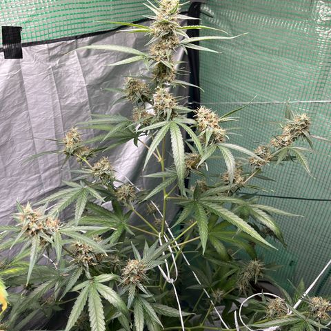 Milky Way #1 growlog timeline photo
