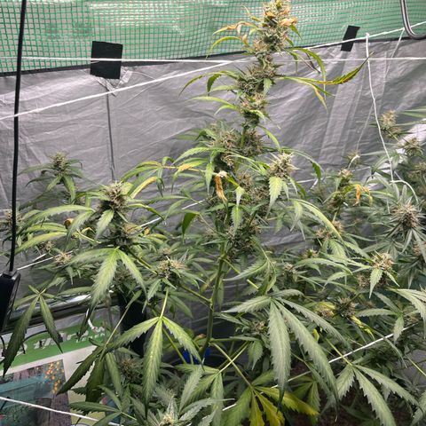 NYC Sour D #1 growlog timeline photo