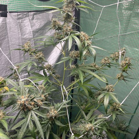 Milky Way #1 growlog timeline photo