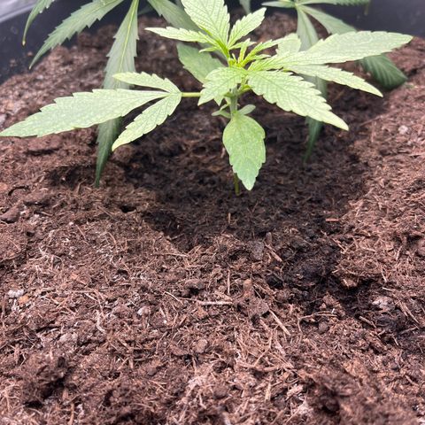 Milky Way #2 growlog timeline photo