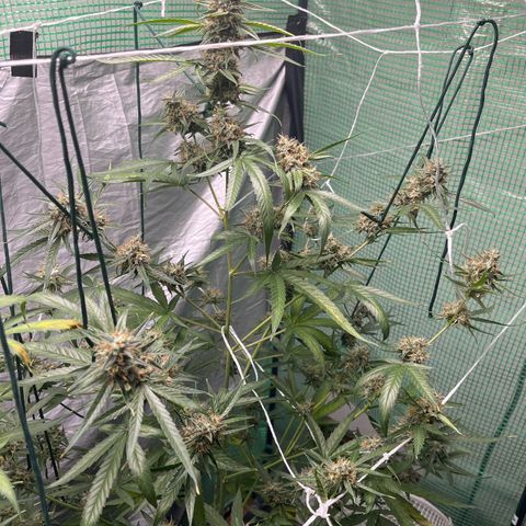 Milky Way #1 growlog timeline photo