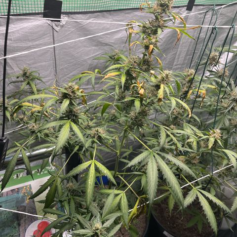 NYC Sour D #1 growlog timeline photo