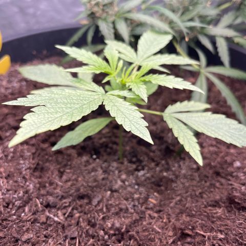 Milky Way #2 growlog timeline photo
