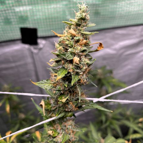 NYC Sour D #1 growlog timeline photo