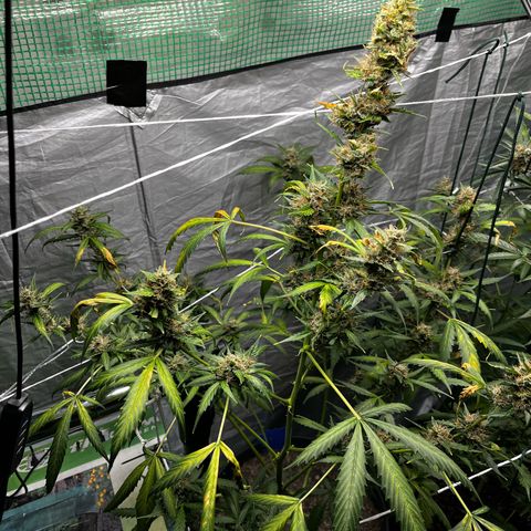 NYC Sour D #1 growlog timeline photo