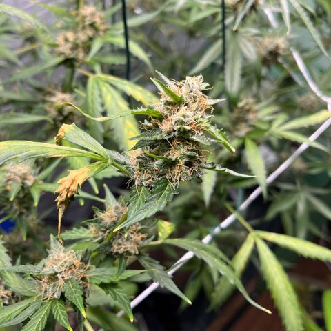 NYC Sour D #1 growlog timeline photo