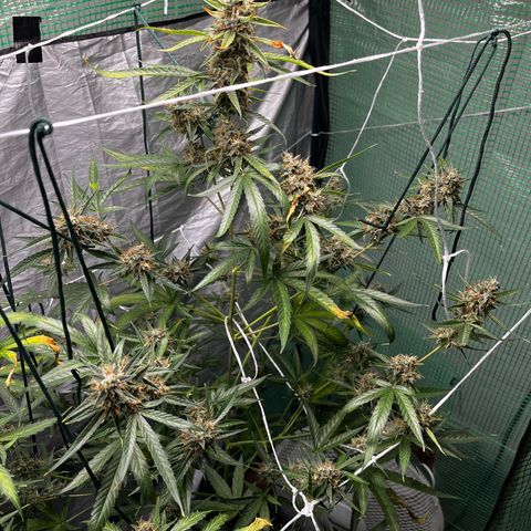 Milky Way #1 growlog timeline photo