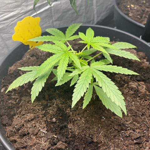 Milky Way #2 growlog timeline photo