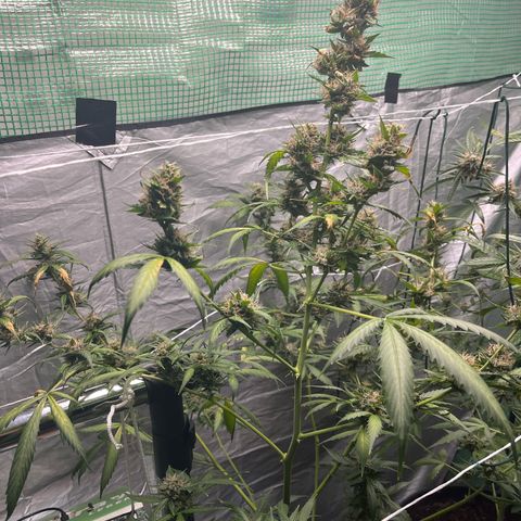 NYC Sour D #1 growlog timeline photo
