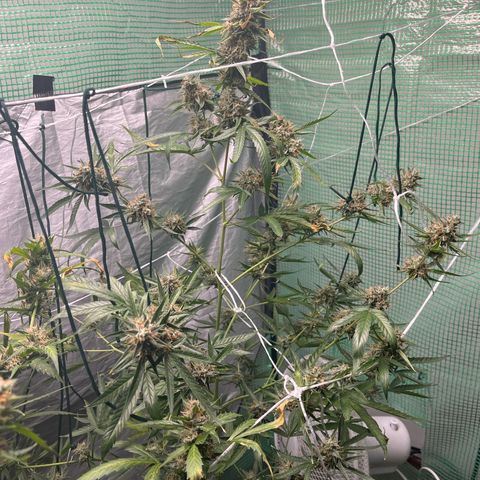 Milky Way #1 growlog timeline photo