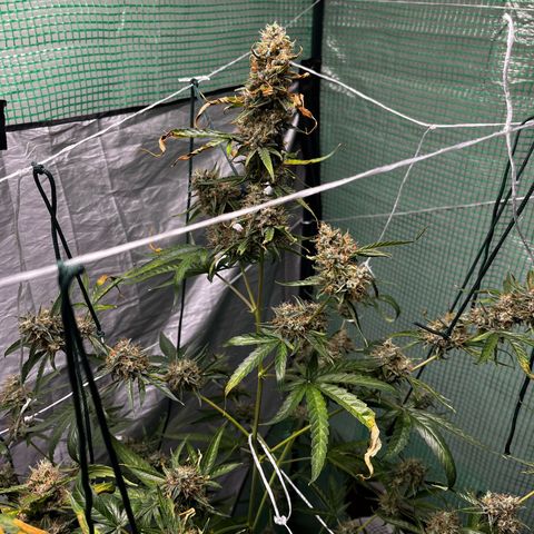 Milky Way #1 growlog timeline photo