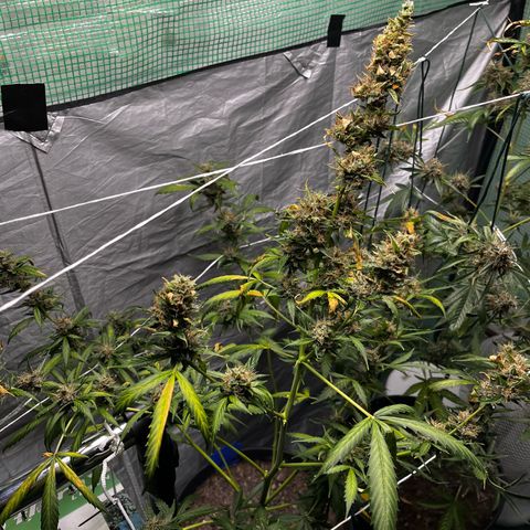 NYC Sour D #1 growlog timeline photo