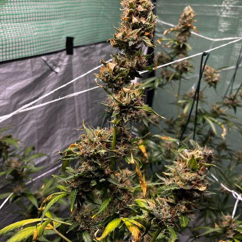 NYC Sour D #1 growlog timeline photo