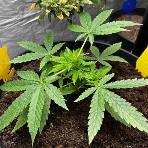 Milky Way #2 growlog timeline photo