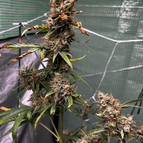 Milky Way #1 growlog timeline photo