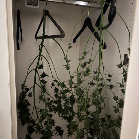 Milky Way #1 growlog timeline photo