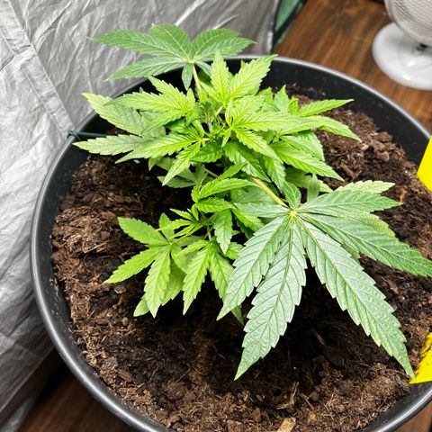 Milky Way #2 growlog timeline photo