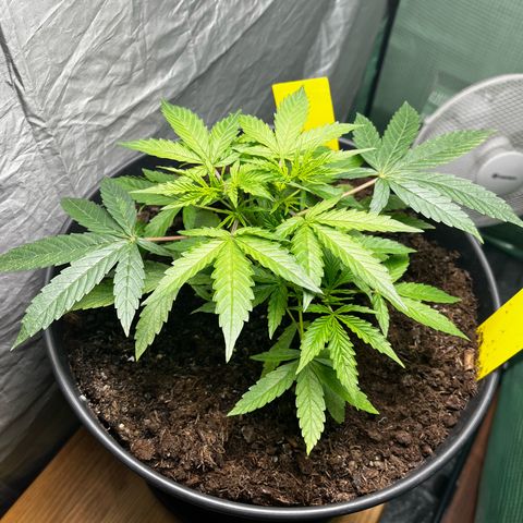 Milky Way #2 growlog timeline photo