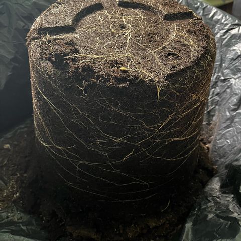 Milky Way #1 growlog timeline photo