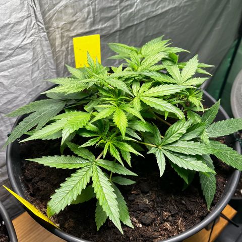 Milky Way #2 growlog timeline photo