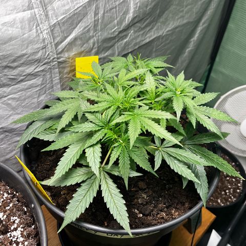 Milky Way #2 growlog timeline photo