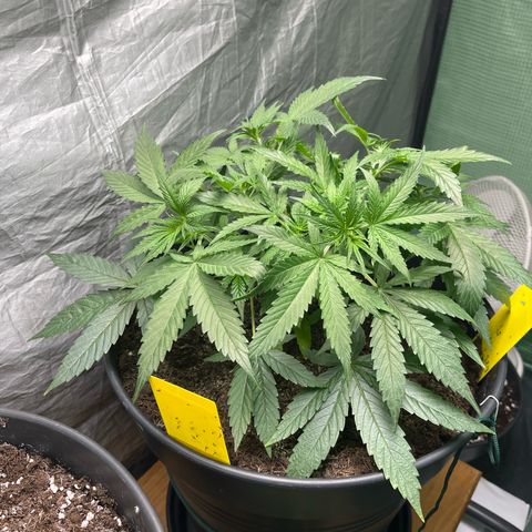 Milky Way #2 growlog timeline photo