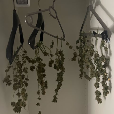 Milky Way #1 growlog photo: Almost done drying!