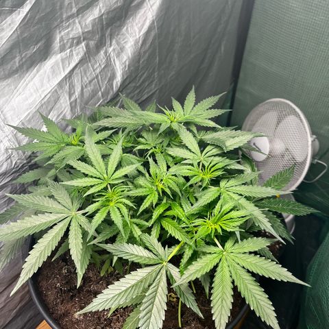 Milky Way #2 growlog timeline photo