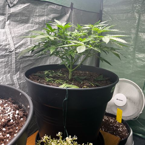 Milky Way #2 growlog timeline photo