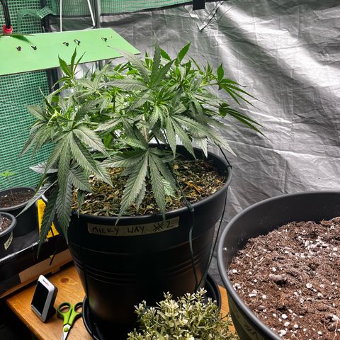 Milky Way #2 growlog timeline photo