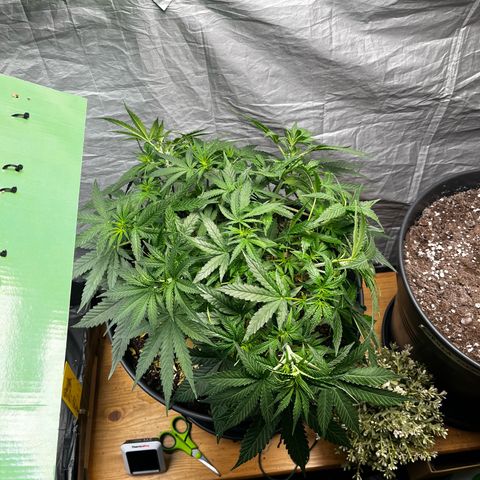 Milky Way #2 growlog timeline photo