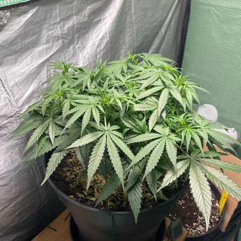 Milky Way #2 growlog timeline photo