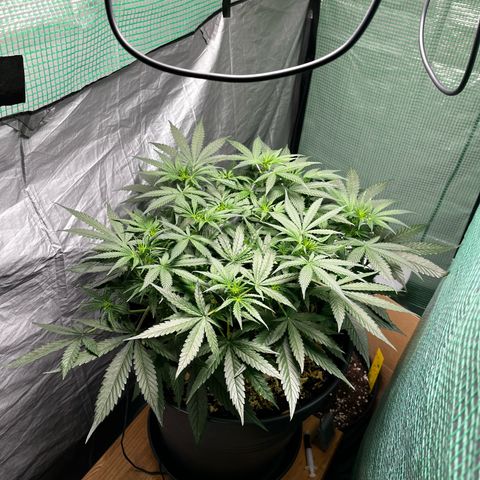 Milky Way #2 growlog timeline photo