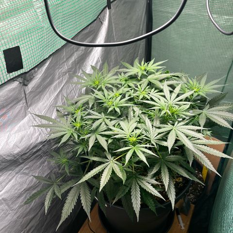 Milky Way #2 growlog timeline photo