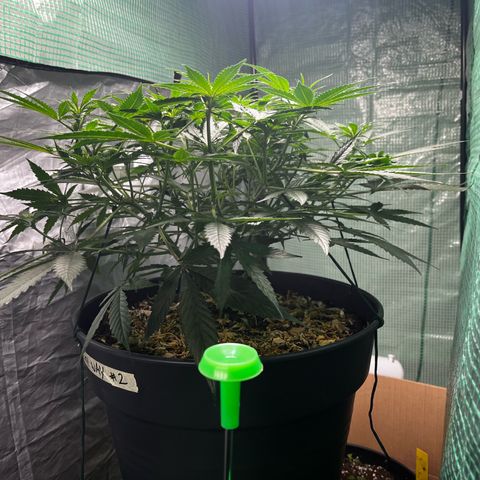 Milky Way #2 growlog timeline photo