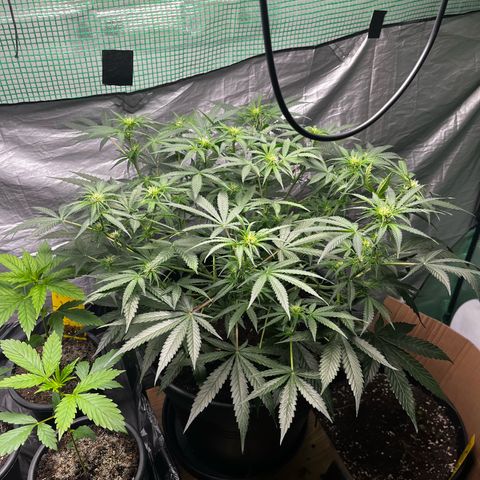 Milky Way #2 growlog timeline photo