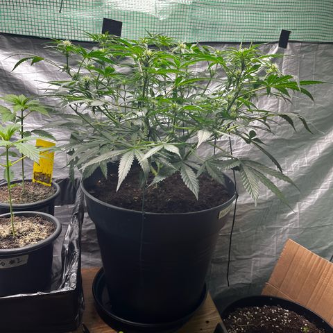 Milky Way #2 growlog timeline photo