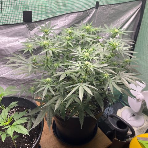 Milky Way #2 growlog photo: 32cm