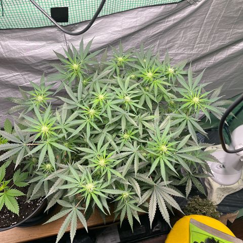 Milky Way #2 growlog photo: 32cm