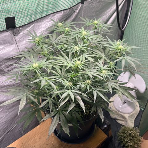 Milky Way #2 growlog timeline photo