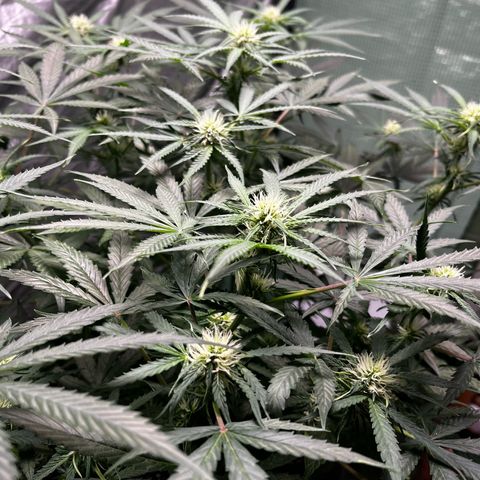 Milky Way #2 growlog timeline photo